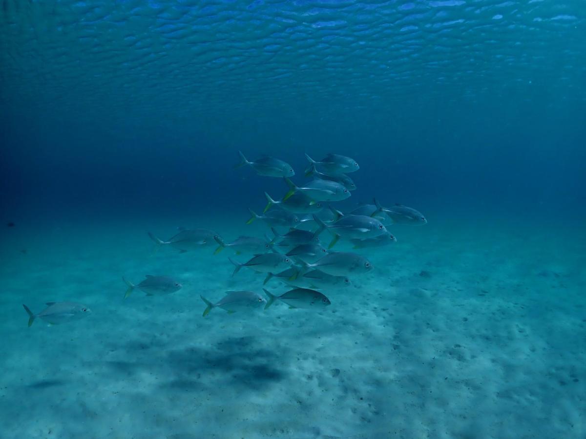 Paradise Cove Resort Naukacuvu Island Экстерьер фото